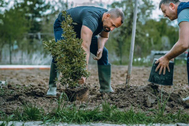 Best Tree Stump Removal  in Pontiac, MI